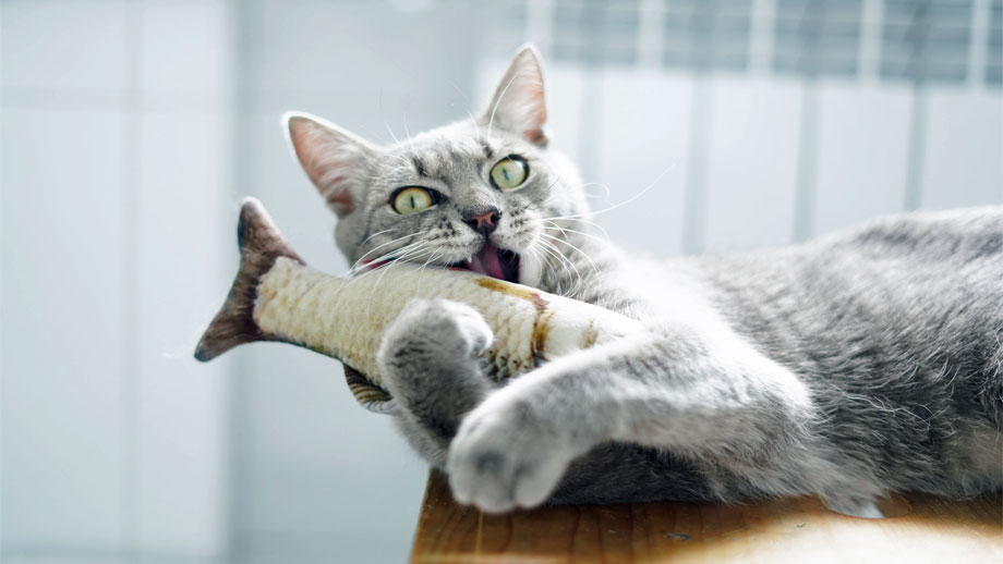 Tipps%20gegen%20langeweile%20 %20beschaeftigung%20fuer%20katzen%20teaser