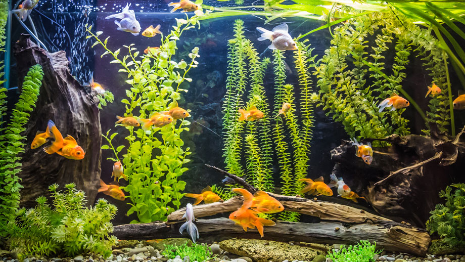 Grundlagen Der Beleuchtung Im Suesswasseraquarium Teaser Neu