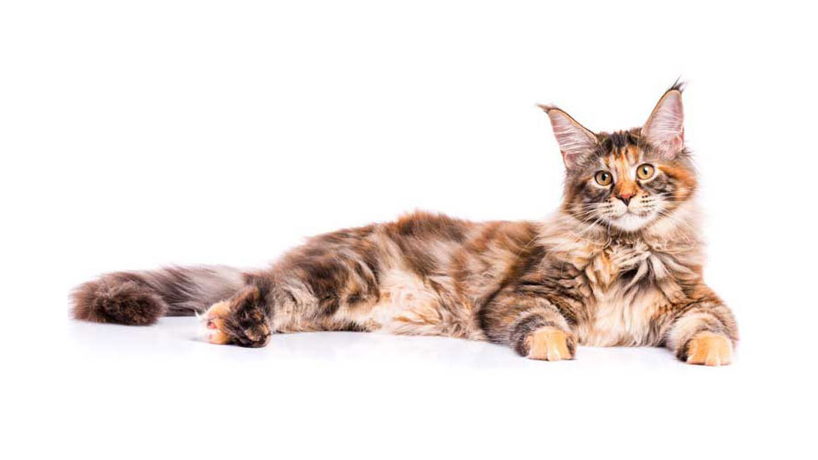 Steckbrief Maine Coon