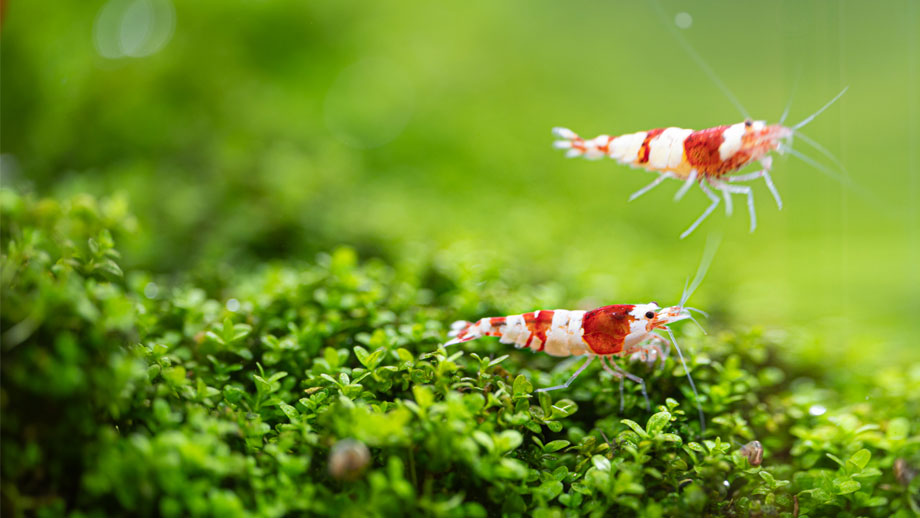 Nano Aquarium Vorteile Und Moeglichkeiten Teaser Neu