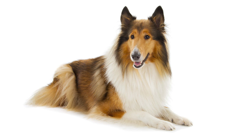 Steckbrief Collie