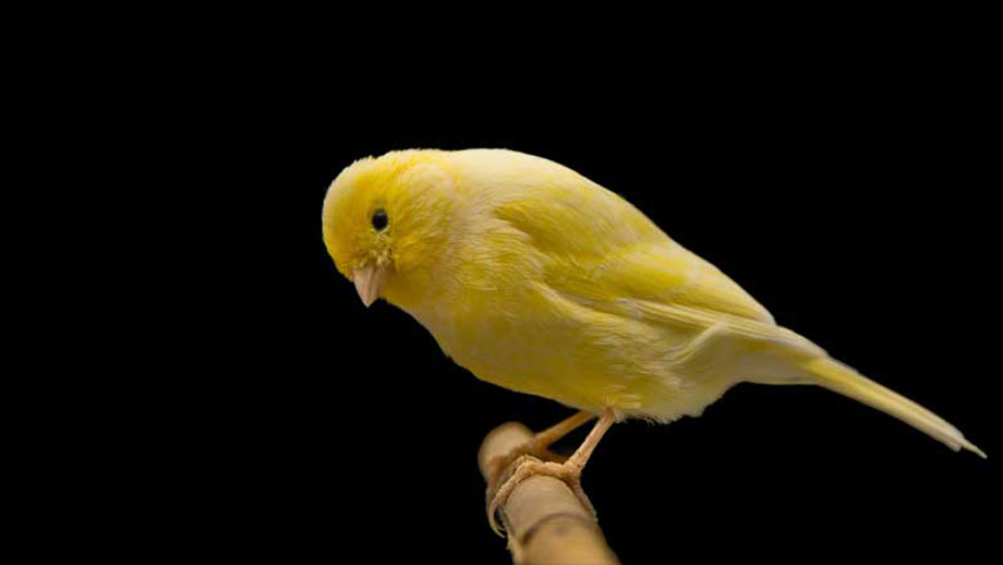 Steckbrief Kanarienvogel Teaser