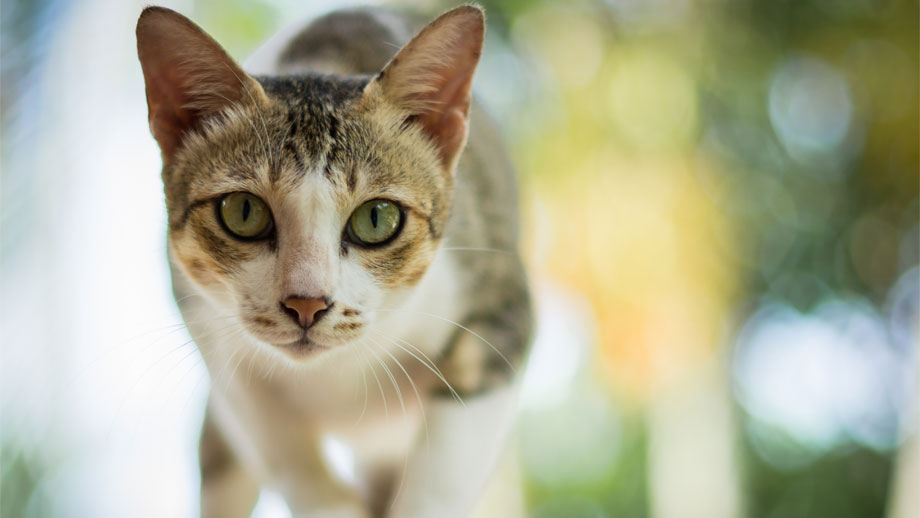 Die wichtigsten Zeichen der Katzensprache 