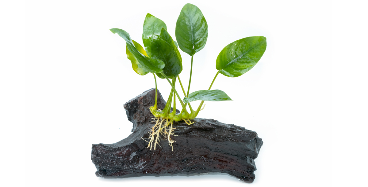 Steckbrief%20zwergspeerblatt%20teaser