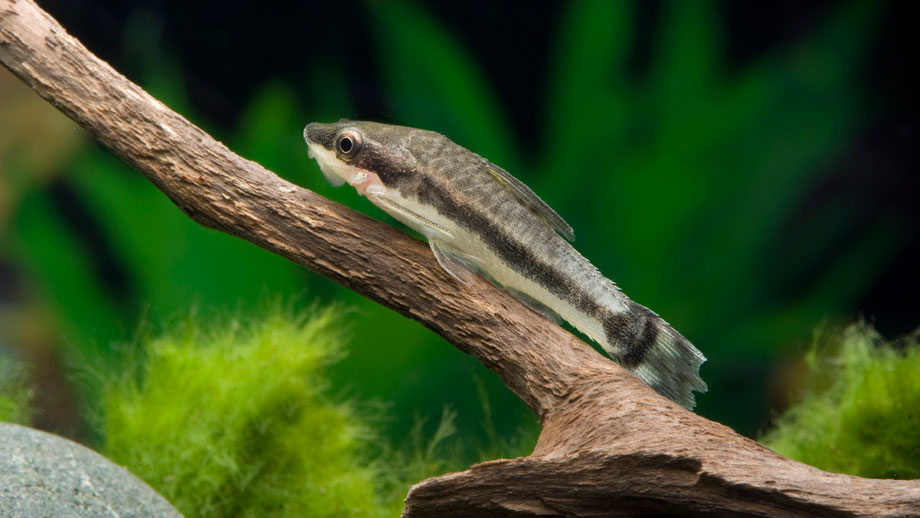 Steckbrief Ohrgitterharnischwels