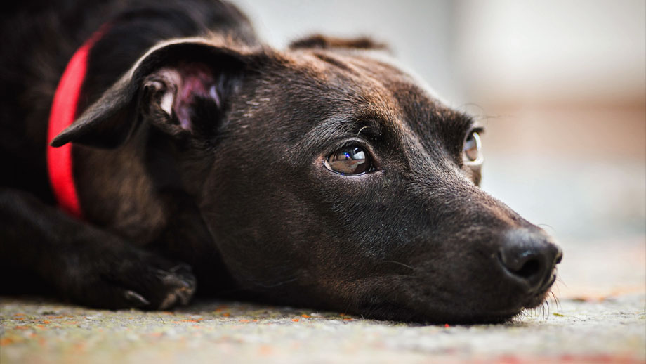 Cne Bei Hunden Teaser