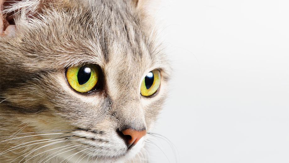 Katzenschnupfen Teaser