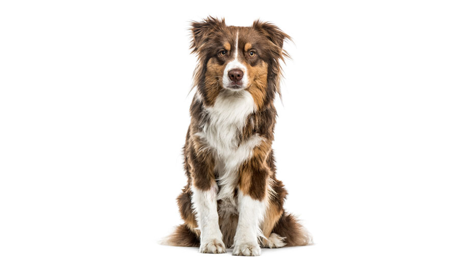 Steckbrief Australian Shepherd Teaser